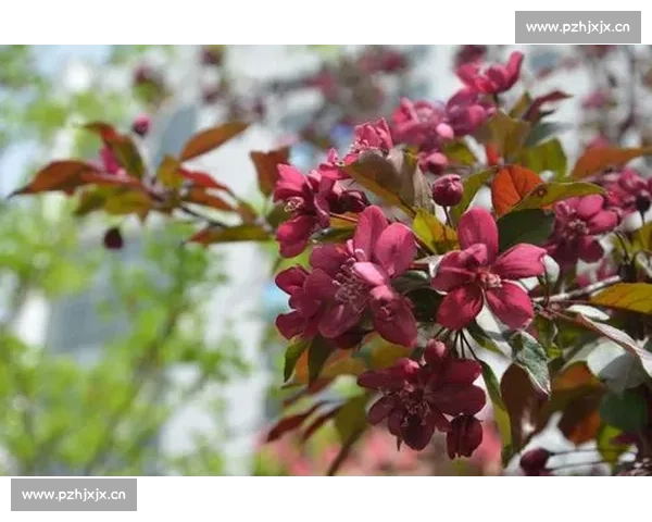 英格兰玫瑰绽放，三狮军团能否在女足世界杯一枝独秀